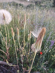 Tragopogon porrifolius