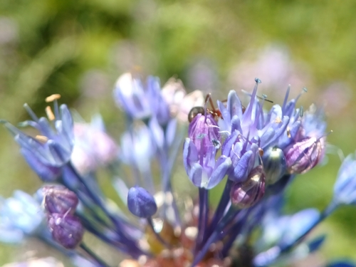 Allium caeruleum