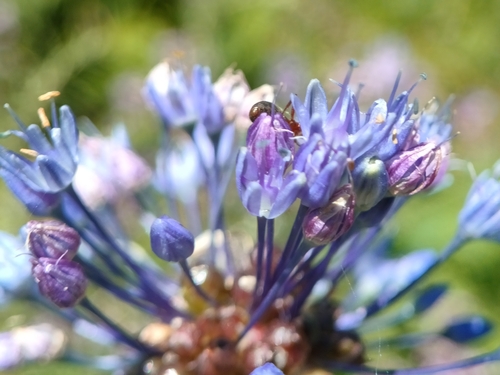 Allium caeruleum, photograph 1