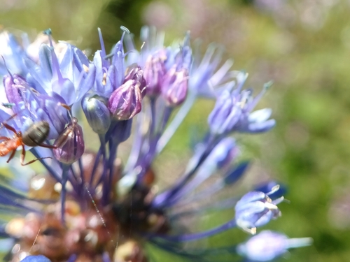 Allium caeruleum, photograph 2