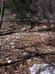 Setophaga chrysoparia