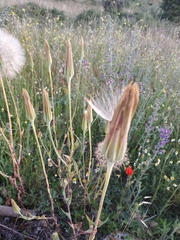 Tragopogon porrifolius