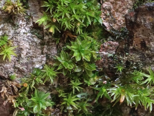 Marbled Screw-moss