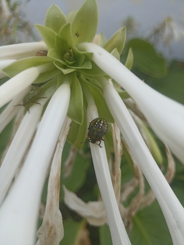 Southern Green Stink Bug