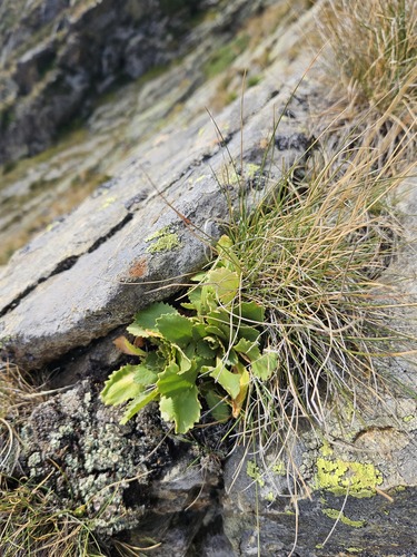 Hairy Primrose