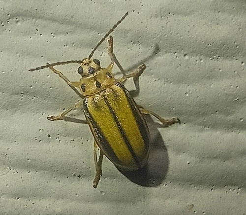 Elm Leaf Beetle