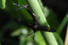 Stylura forficula