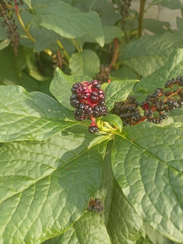Indian Pokeweed