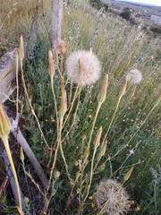 Tragopogon porrifolius