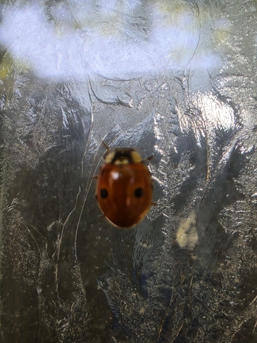 Two-spotted Lady Beetle