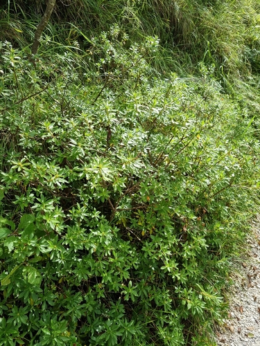 Hairy Alpenrose