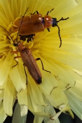 Oedemera podagrariae