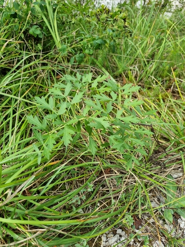 Mountain Parsley