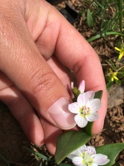 Claytonia lanceolata