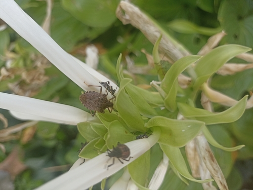 Brown Marmorated Stink Bug