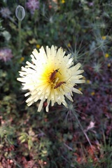 Oedemera podagrariae