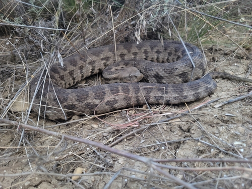 Caucasus blunt-nosed viper
