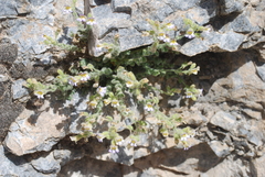 Chaenorhinum