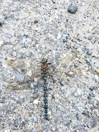 Sedge Darner