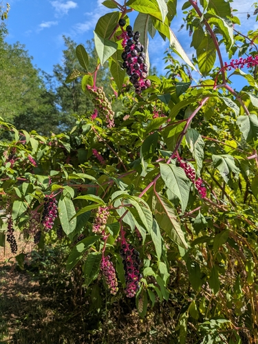 American pokeweed