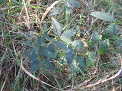 author not stated, no rights reserved Vicia unijuga, photograph author not stated, no rights reserved