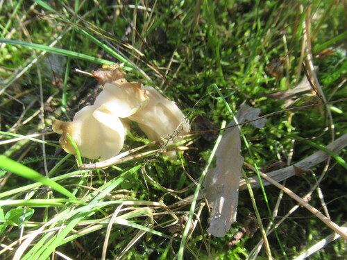 Helvella crispa — no rights reserved