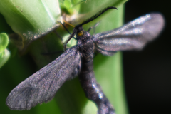 Stylura forficula