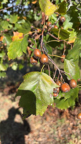 Wild Service-tree