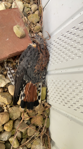 American Kestrel