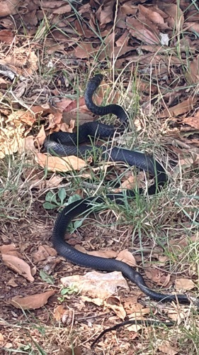 Green Whip Snake