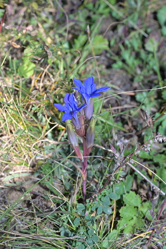 Gentiana dahurica