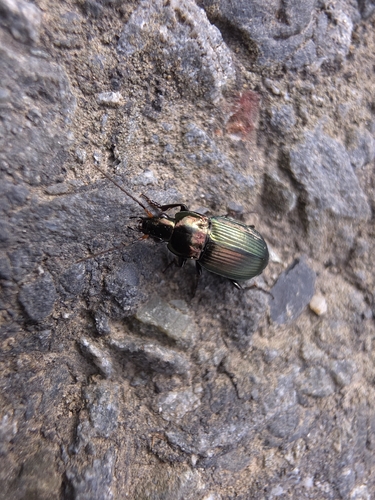 Copper Greenclock Beetle