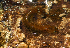 Eurycea neotenes