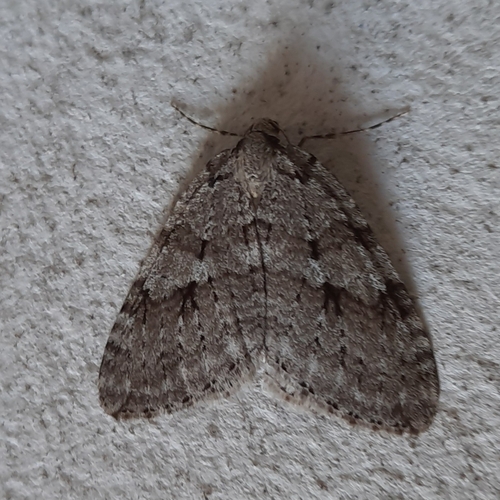 Autumnal Moth