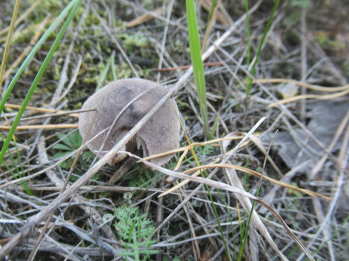 Tricholoma terreum — no rights reserved
