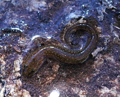 Eurycea neotenes