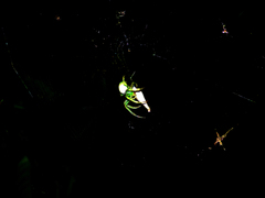 Araneus uniformis