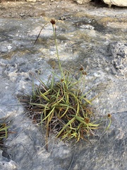 Fimbristylis cymosa, photograph (c) Abby Hyde, some rights reserved (CC BY)