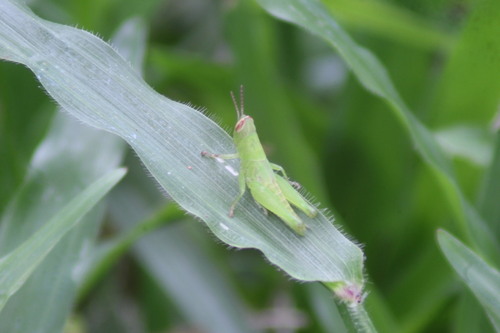 Short-winged Rice Grasshopper