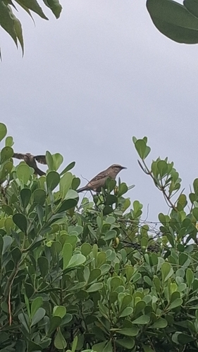 Chalk-browed Mockingbird