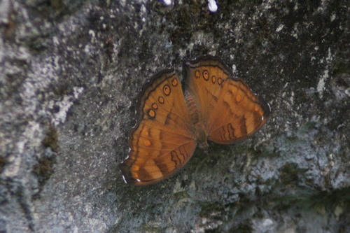 Brown Pansy