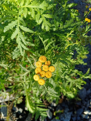 tansy