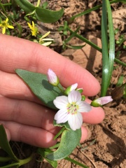 Claytonia lanceolata