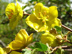Fremontodendron californicum