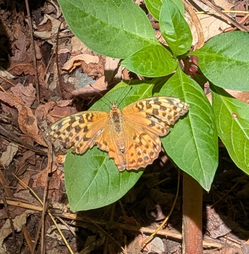 Silver-washed Fritillary