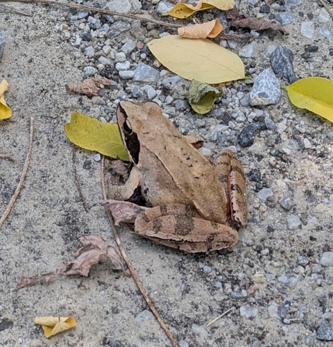 Agile Frog