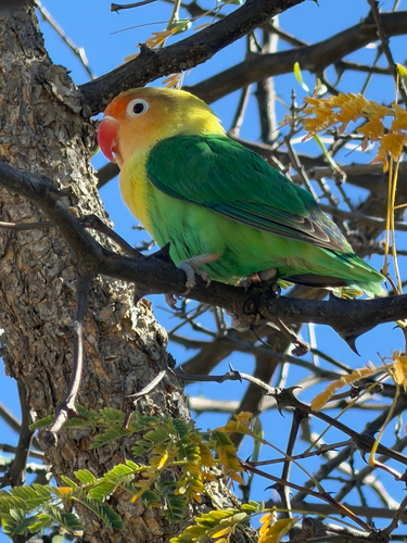 iNaturalist image