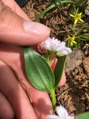 Claytonia lanceolata
