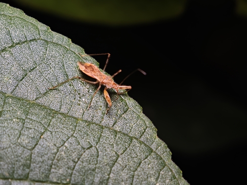 Gorpis brevilineatus