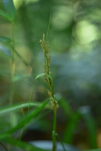 Carex perakensis, 2026-09-14